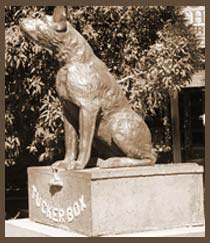 Dog on the Tuckerbox